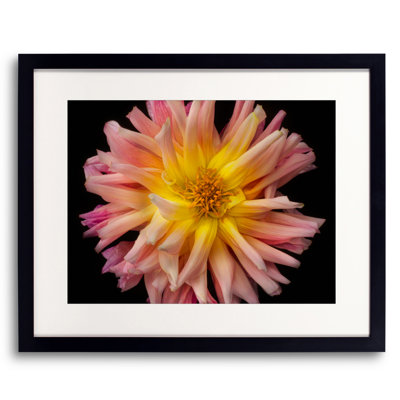Dahlia Print by Harold Davis