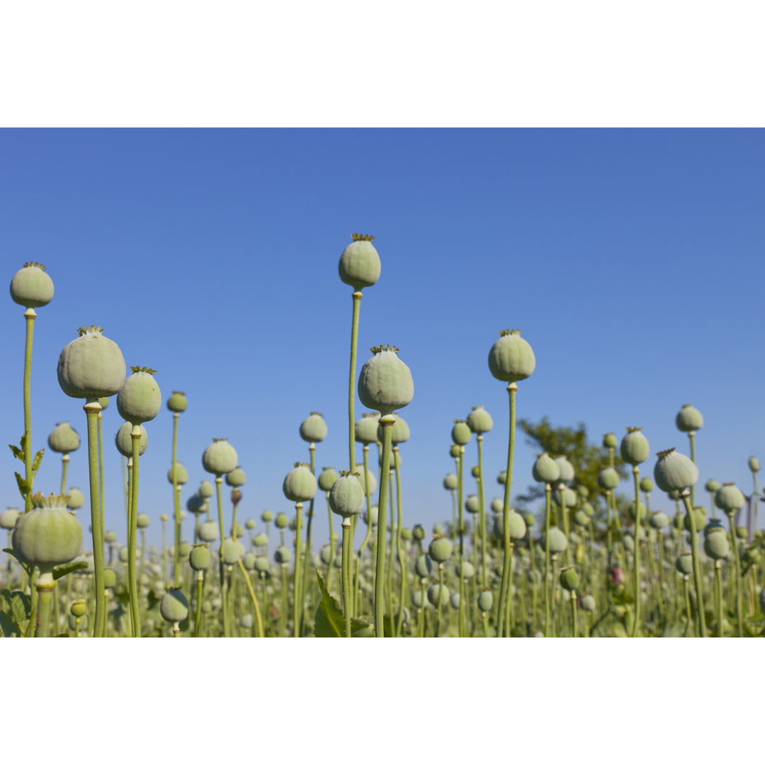 Opium Poppys von Bravo - Kunstdrucke auf Leinwand