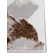 Shine White/Brown Rug