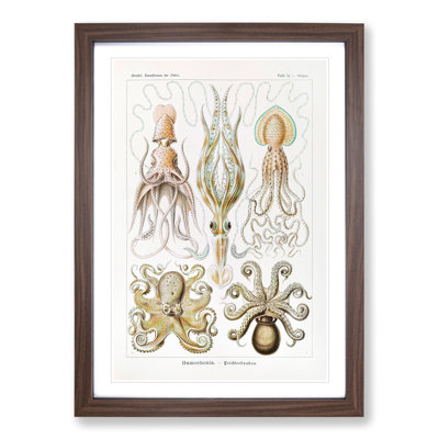 Octopus and Squid by Ernst Haeckel - Picture Frame Painting on MDF