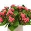 Kalanchoe Arrangement in Fiberstone Pot-1078803483