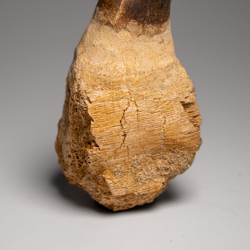 Genuine Mosasaur Tooth With Root From Morocco (163.5 Grams)