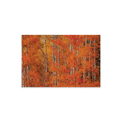 «Red Orange Delight», impression sur verre acrylique