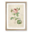 A Pink Rose by Pierre-Joseph Redoute - Single Picture Frame Painting-55450993-55450992