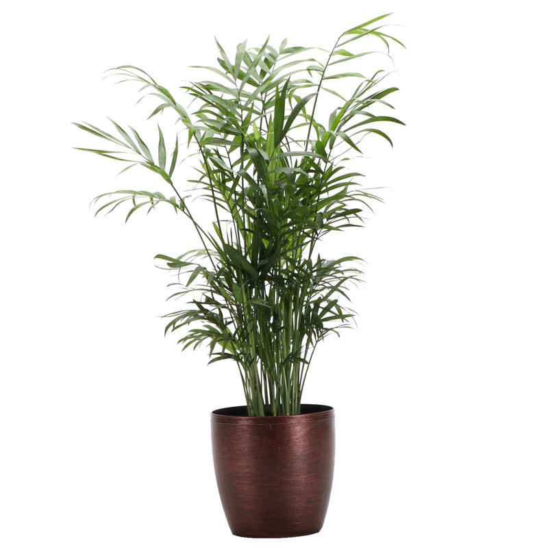 Live Neanthe Bella Palm Plant in Classic Pot, Copper
