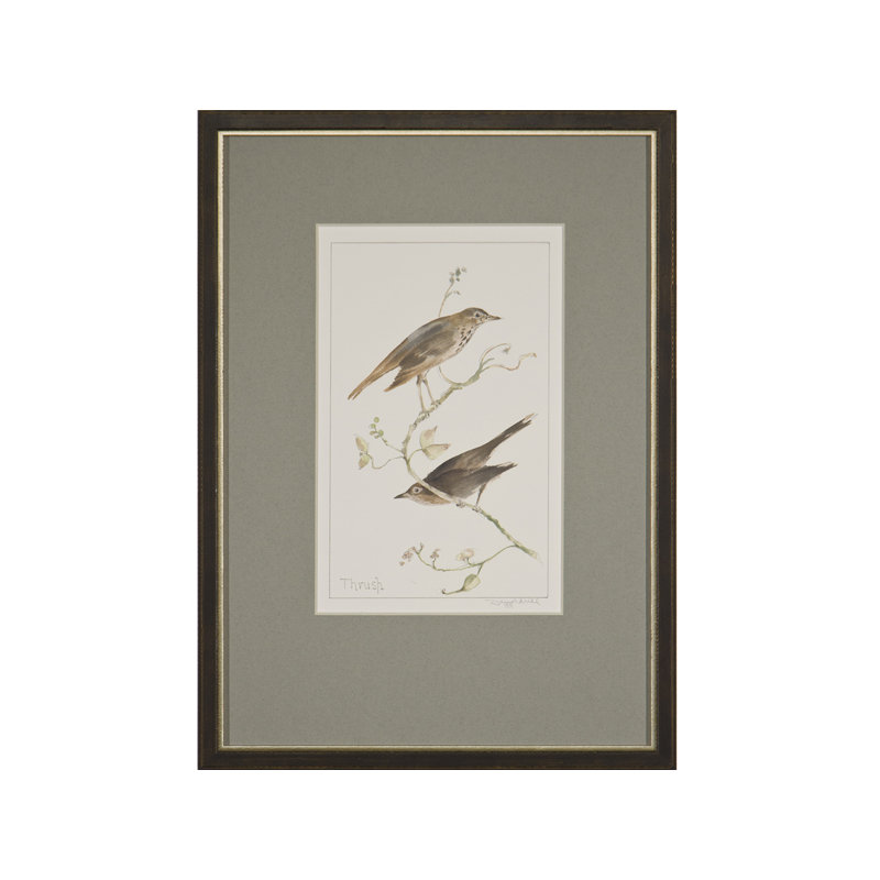Thrush Print by Daughdrill