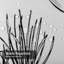 Rideau de douche Spruce-1141451544
