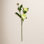 Peony Floral Stems