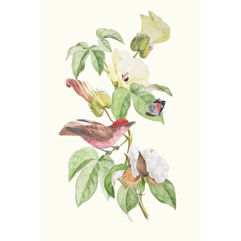Cuvier Bird & Habitat III by Georges Cuvier - Wrapped Canvas Print, 45.72cm H x 30.48cm W