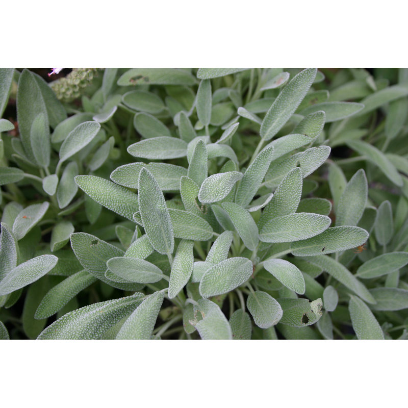 Grey Sage Plant by Pleio - No Frame Art Prints on Canvas, 81cm H x 122cm W