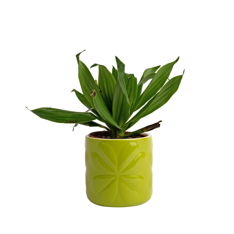 Ceramic / Porcelain Jar