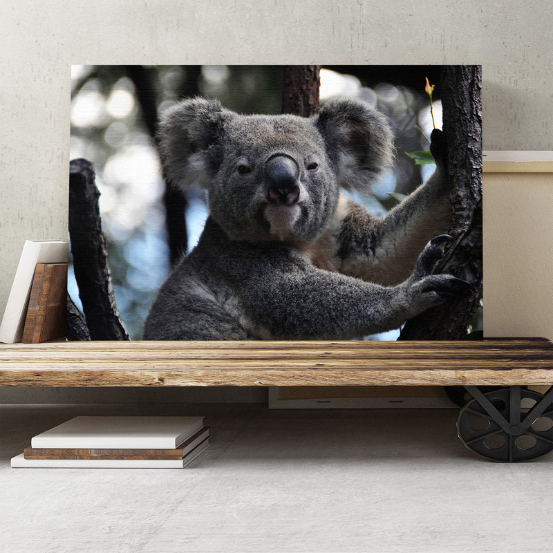 Koala Bear Photographic - Wrapped Canvas, 50cm H x 76cm W