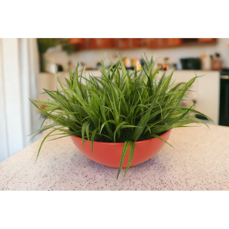 Grass In Red - Orange Bowl