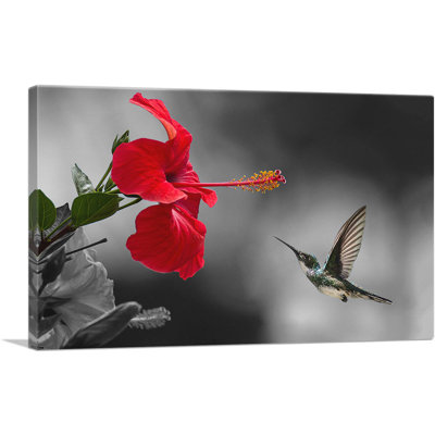 " Hummingbird Flying Red Flower "