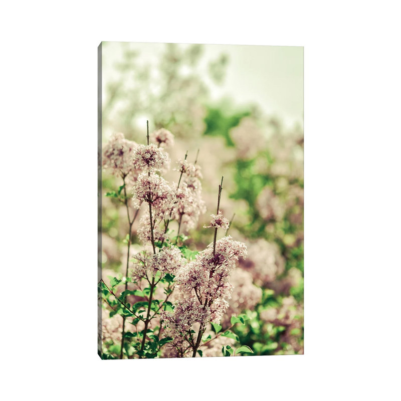 Hush My Love Lavender by Olivia Joy StClaire - Wrapped Canvas Print, 66.04 cm H x 45.72 cm W x 1.91 cm D