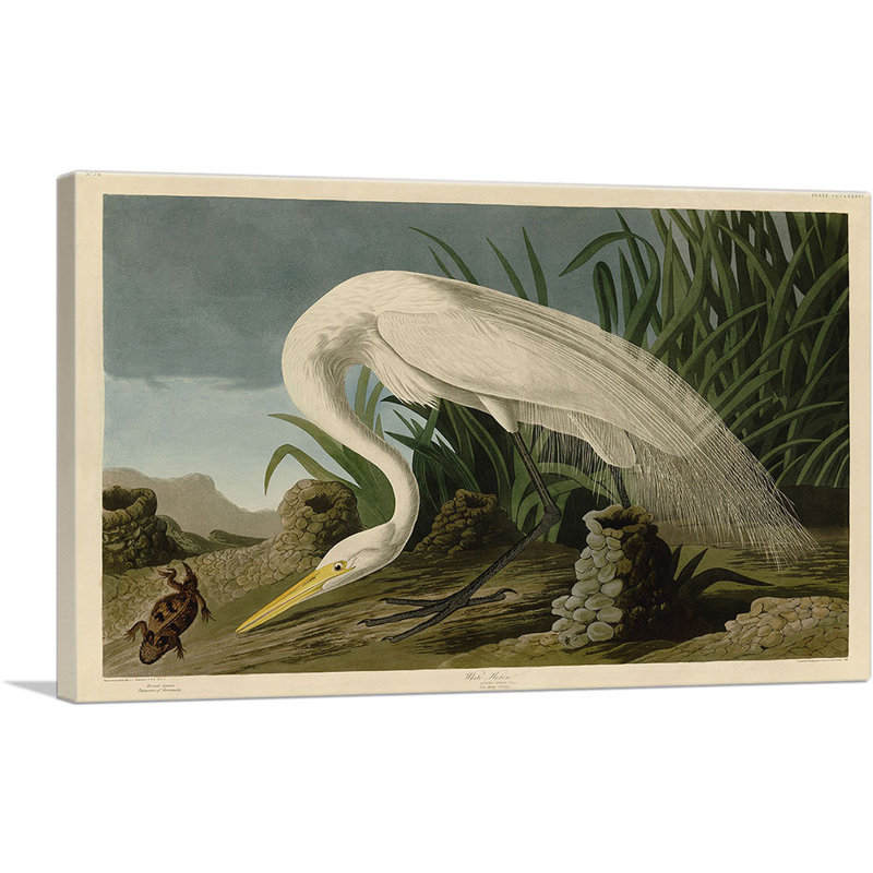 «White Heron» par James Audubon, reproduction d'art sur toile tendue, H 26 po x l 40 po x P 0,75 po