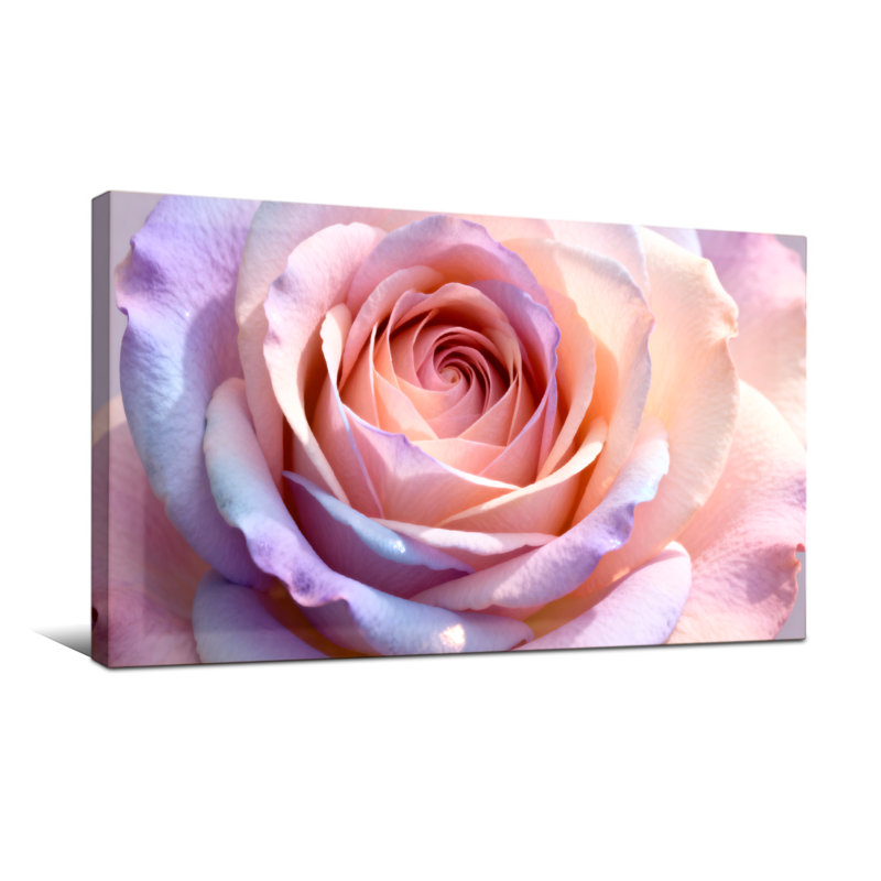 «Plants & Flowers Pastel Rose», impression sur toile à motif floral, H 20 po x l 40 po