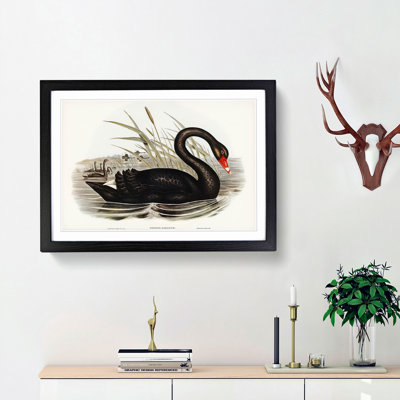 Black Swan by Elizabeth Gould - Picture Frame Art Print