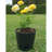 Bamboo Blooms 7" Round Sage Green Self-Watering Indoor/Outdoor Bamboo Plant Pot Oddie