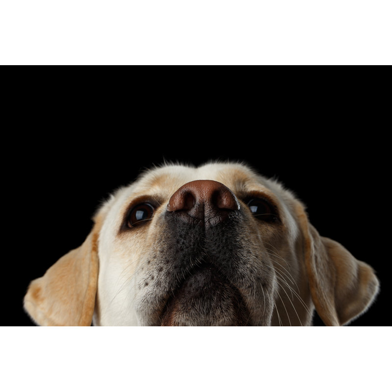 Beautiful Labrador Retriever Dog par Seregraff - photographie sur toile tendue, H 8 po x l 12 po x P 1,25 po