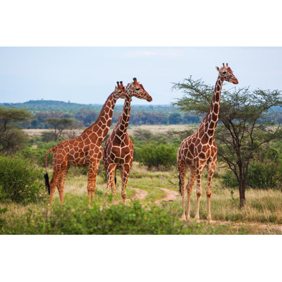 Giraffe Among Savanna - Wrapped Canvas Print
