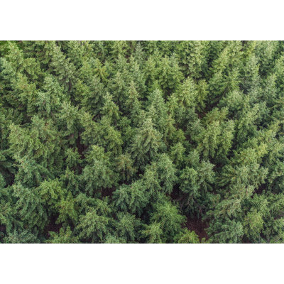 Tapis de la surface verte plante