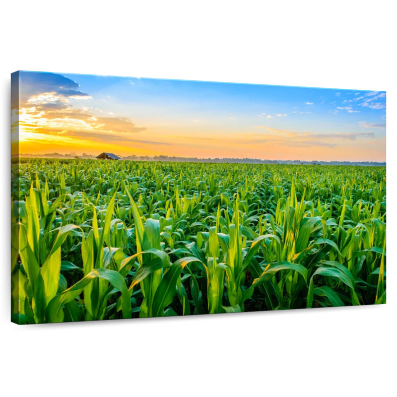 Alvord Corn Field Sunrise