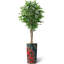 75 plantes-97992046