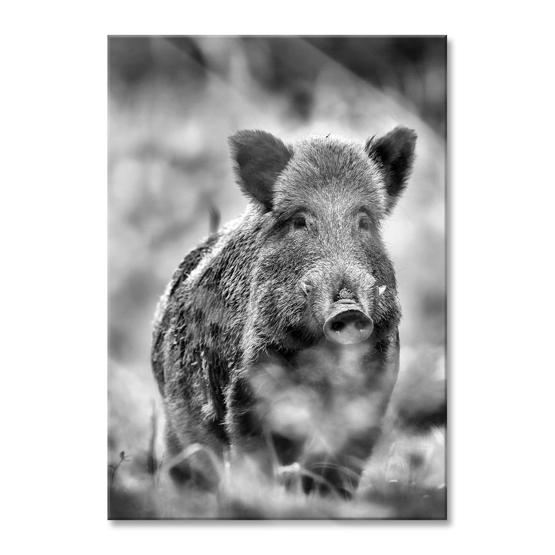 Glasbild Wildschwein auf Wiese