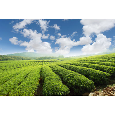 Tea Plantations par Jeff_Hu
