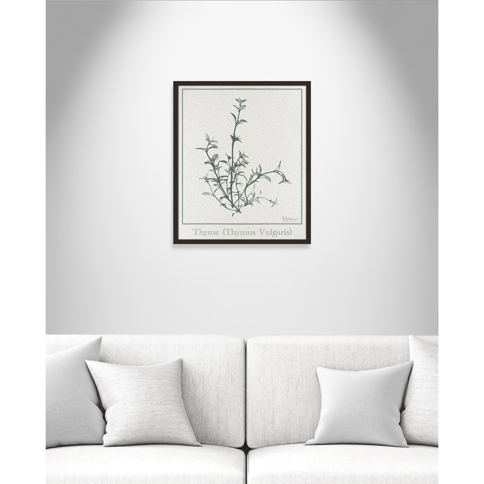 Jeanette "Thymus Vulgaris" Print, 25.5" H x 21.5" W x 1.25" D, Open Grain Walnut Framed Paper