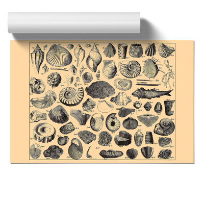 Encyclopedia Shells - Frameless Print