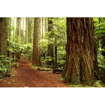 " Forest " by Stillfx