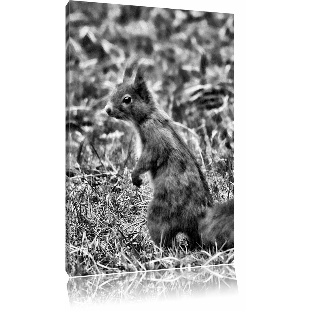 Leinwandbild Kleines Eichhörnchen auf Waldboden in Monochrom