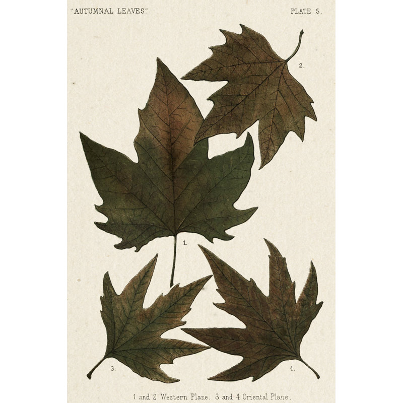 Autumnal Leaves IV by Vision Studio - Wrapped Canvas Print, 30cm H x 20cm W