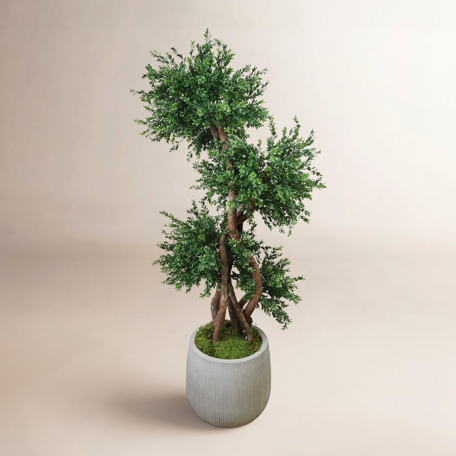 Sani 63" Boxwood Tree in Pot