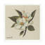White Blossom II Print-1619944093