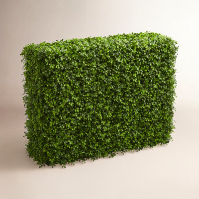 Boxwood Hedge with Base Included