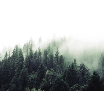 " Foggy Forest "