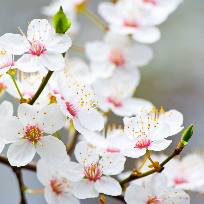 Fleurs de pommier - Photographie sur toile tendue, H 30 po x l 30 po