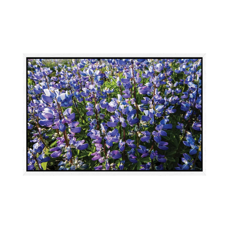 Wildflowers In A Field, Mount Rainier National Park, Washington State, USA 1 Piece Wall Art on Canvas, White Floater Frame
