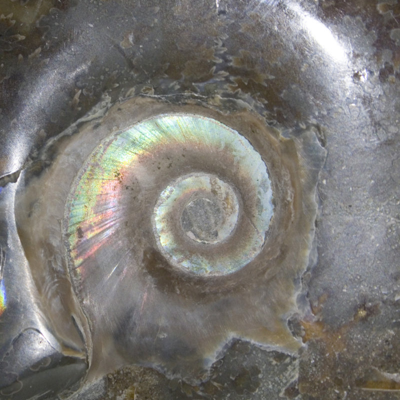 Coquille d'ammonite fossile polie Aloisa
