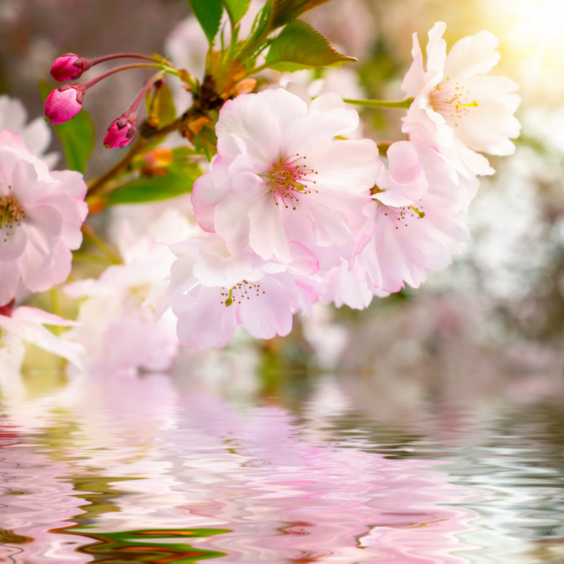 Cherry Blossoms by Smileus - Wrapped Canvas Print, 91cm H x 91cm W