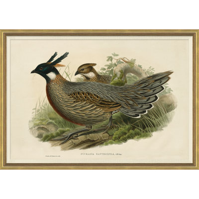 «Pheasants From Goulds Birds of Australie», 1 cadre