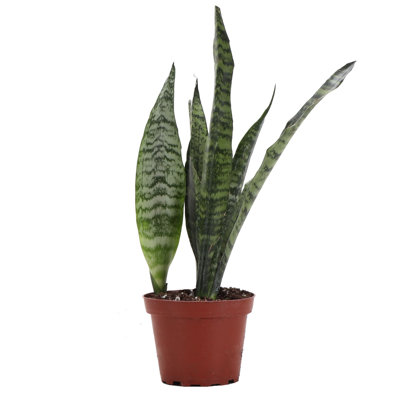 Live Zeylancia Snake Plant