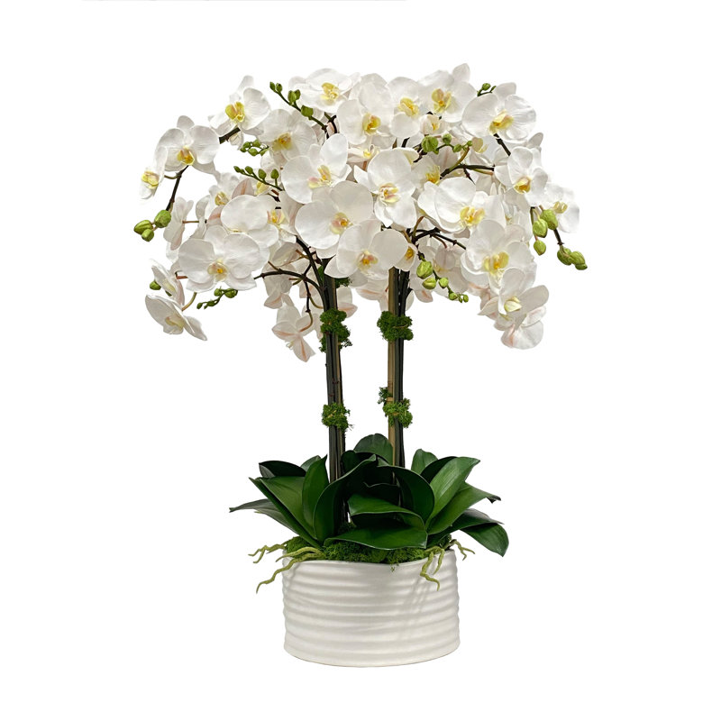 ORCHID IN URBAN COIL PLANTER