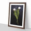 Two White Tulips - Picture Frame Painting Print-56738944-56738943