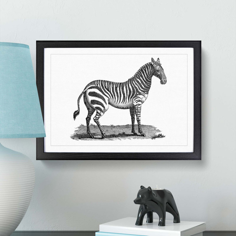 Zebra in Black & White by George Shaw - Picture Frame Drawing Print, 48cm H x 65cm W x 2cm D, Black Framed