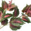 34 po Garden Coleus -1325439558