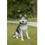 LARGE BLACK & WHITE SIBERIAN HUSKY SITTING